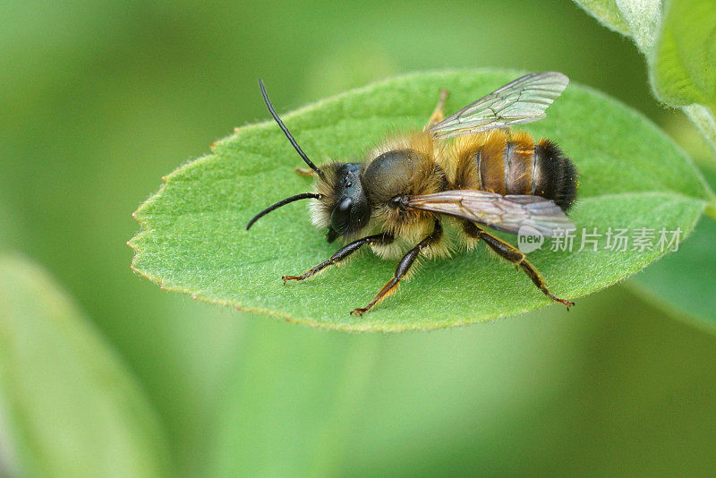 一只雄性欧洲红石匠蜜蜂的特写，Osmia rufa坐在一片绿叶上